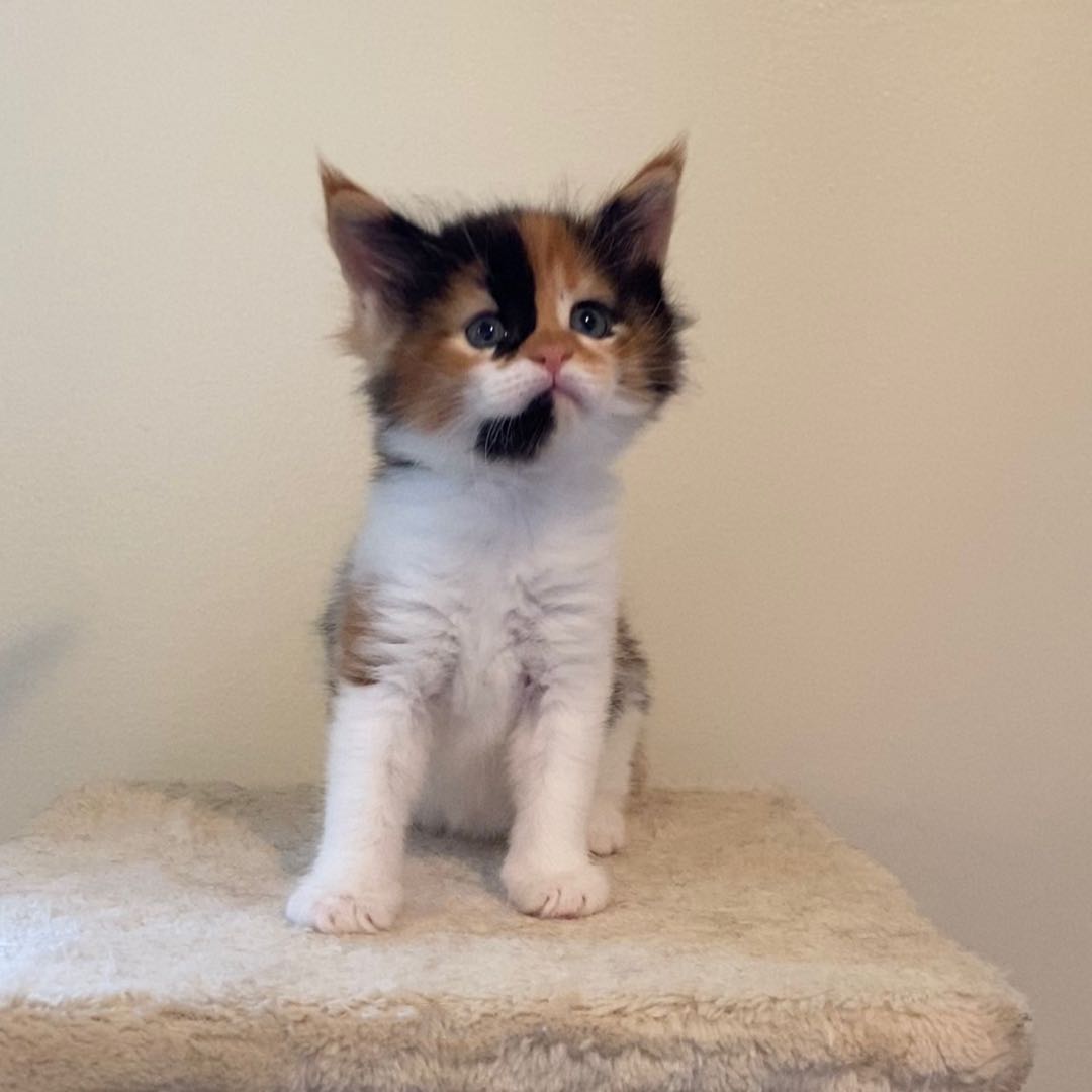 Biscuit's Image