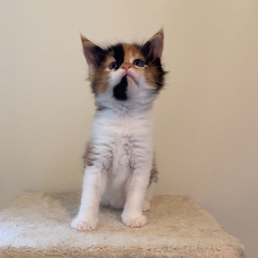 Biscuit's Image