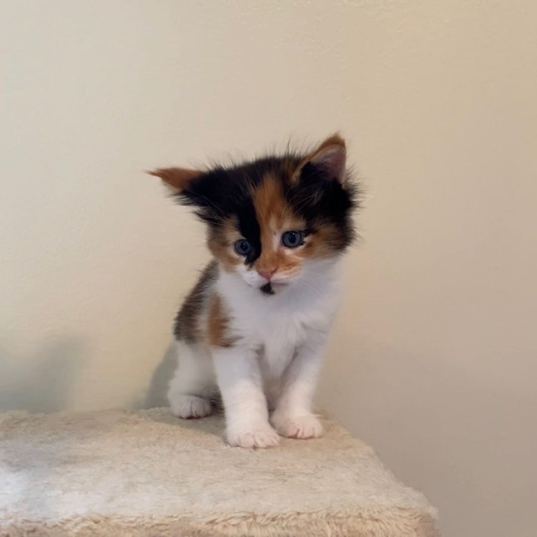 Biscuit's Image