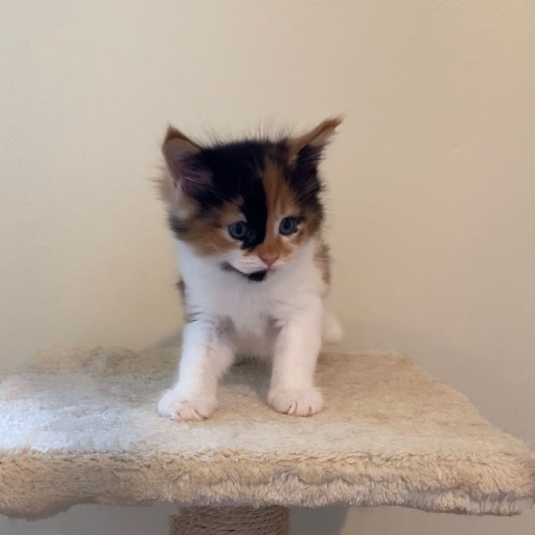 Biscuit's Image