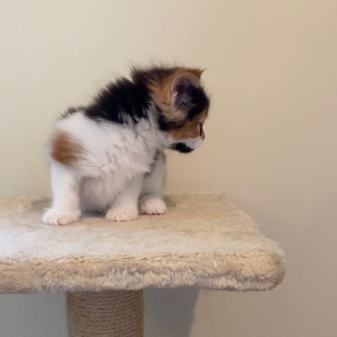 Biscuit's Image