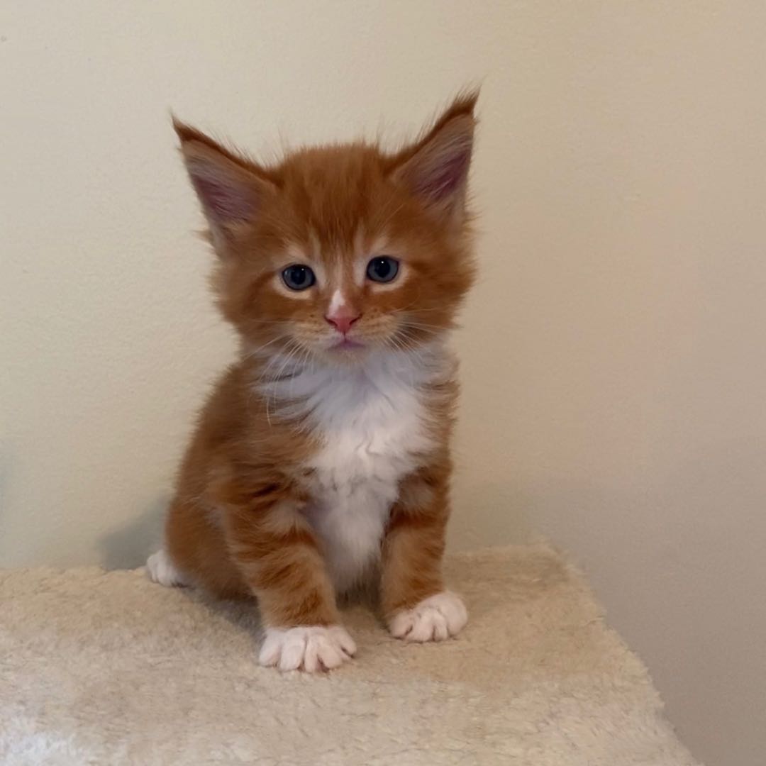 BooBoo's Image