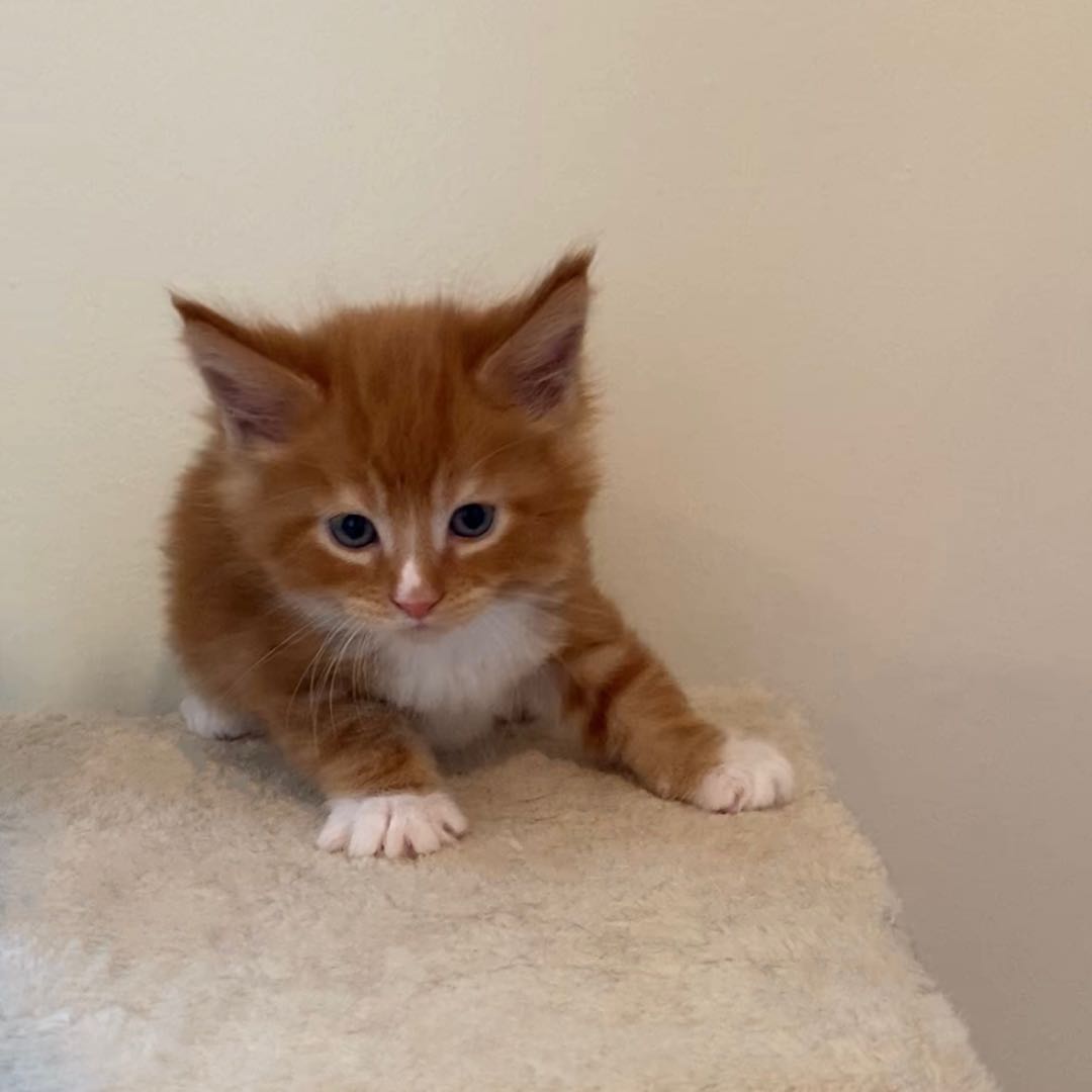 BooBoo's Image
