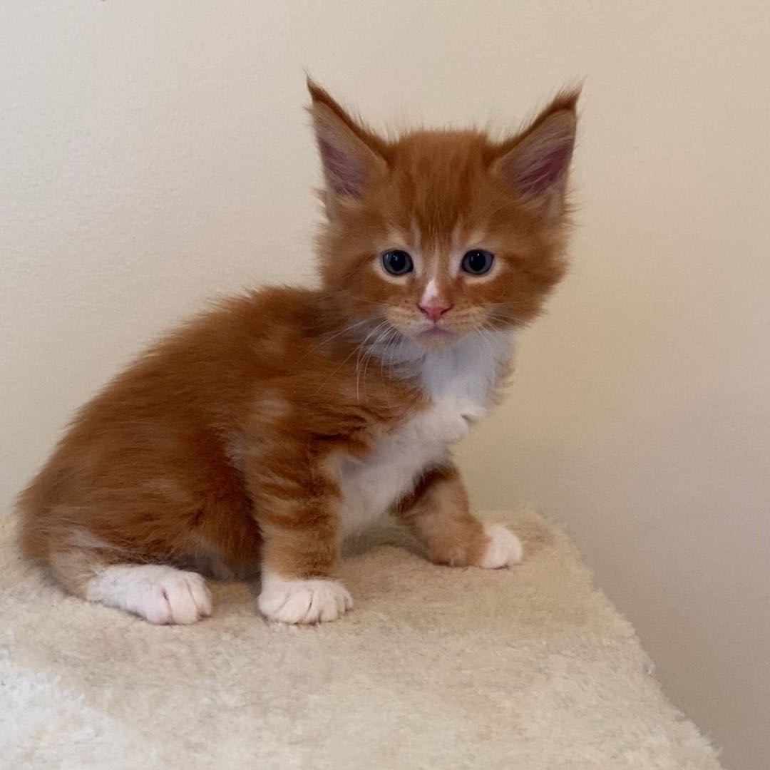 BooBoo's Image