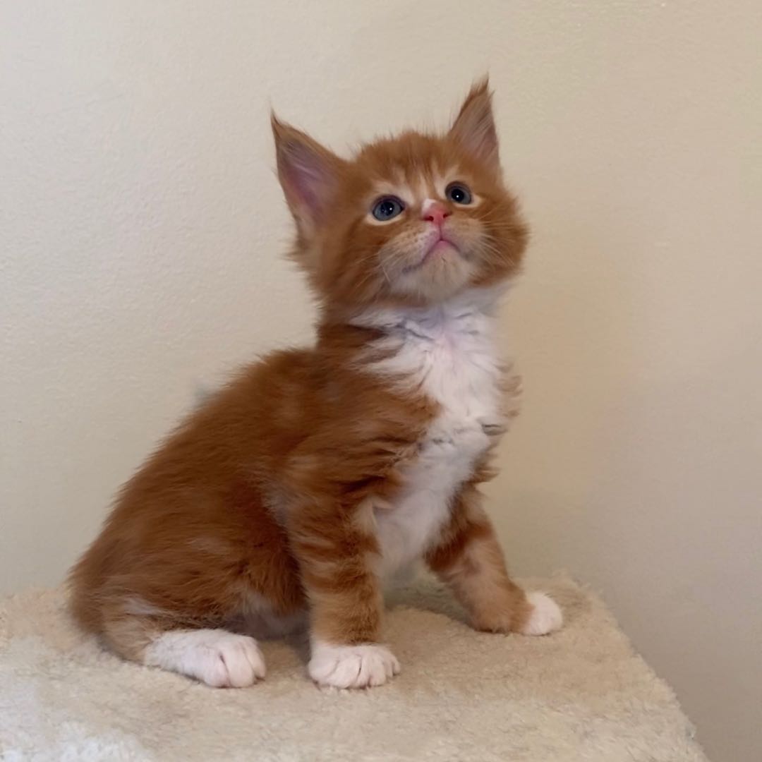 BooBoo's Image