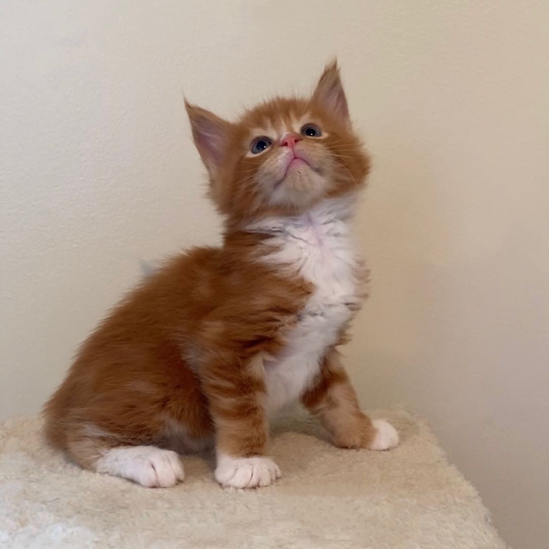 BooBoo's Image