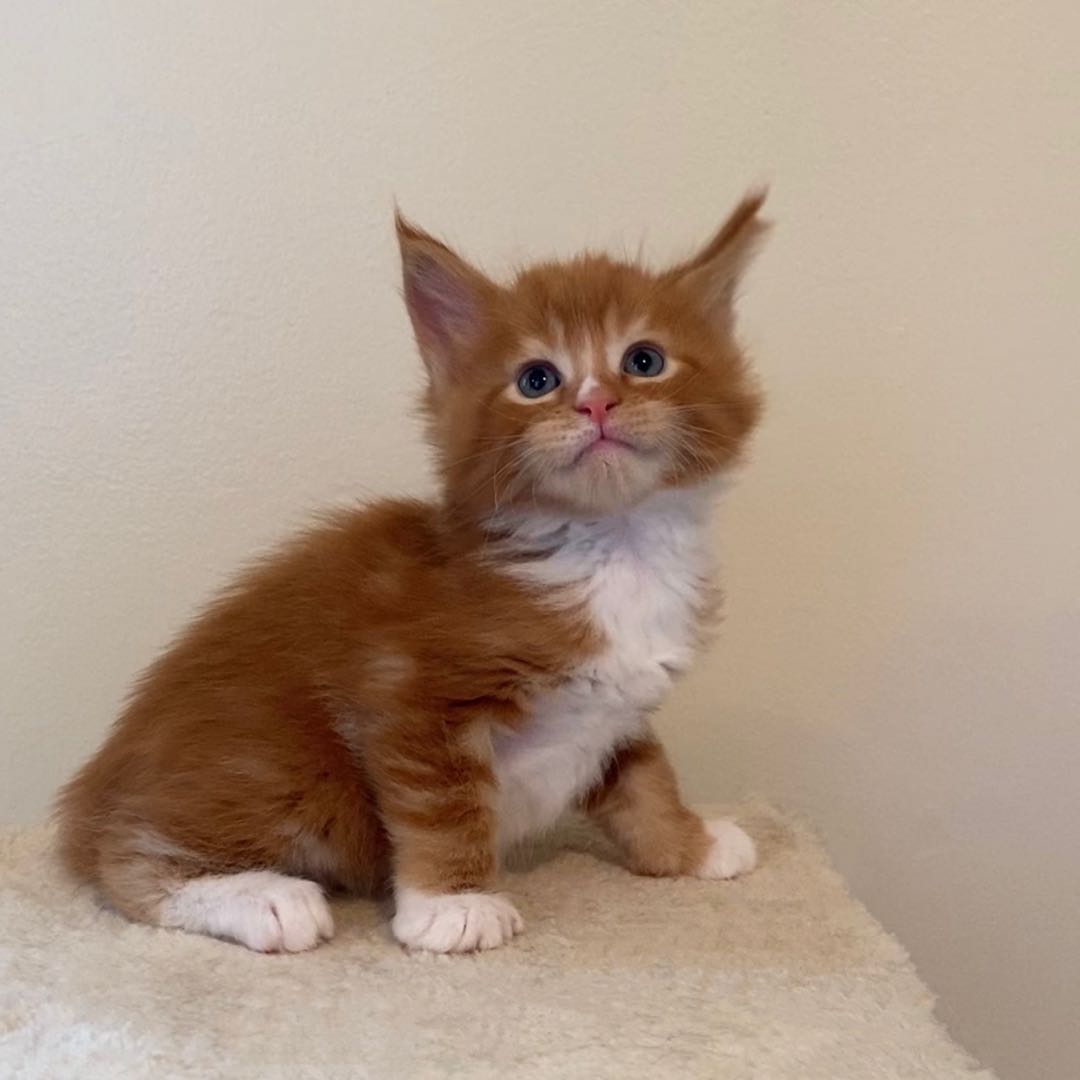 BooBoo's Image